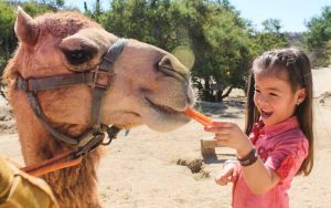 Camel Quest, Cabo San Lucas, Los Cabos, Baja California Sur, México