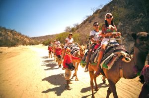 Camel Quest, Cabo San Lucas, Los Cabos, Baja California Sur, México