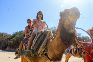 Camel Quest, Cabo San Lucas, Los Cabos, Baja California Sur, México